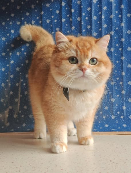 British Shorthair