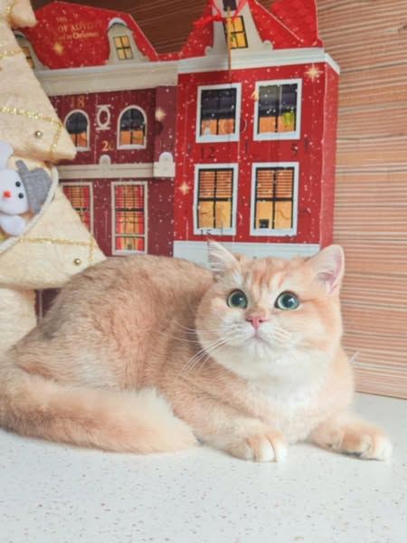 British Shorthair
