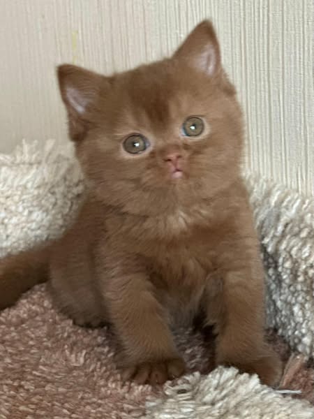 British Shorthair
