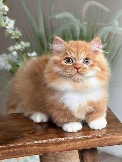 Munchkin Longhair