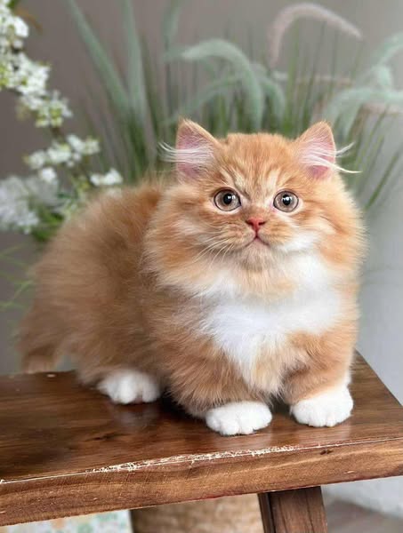 Munchkin Longhair