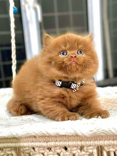 British Longhair