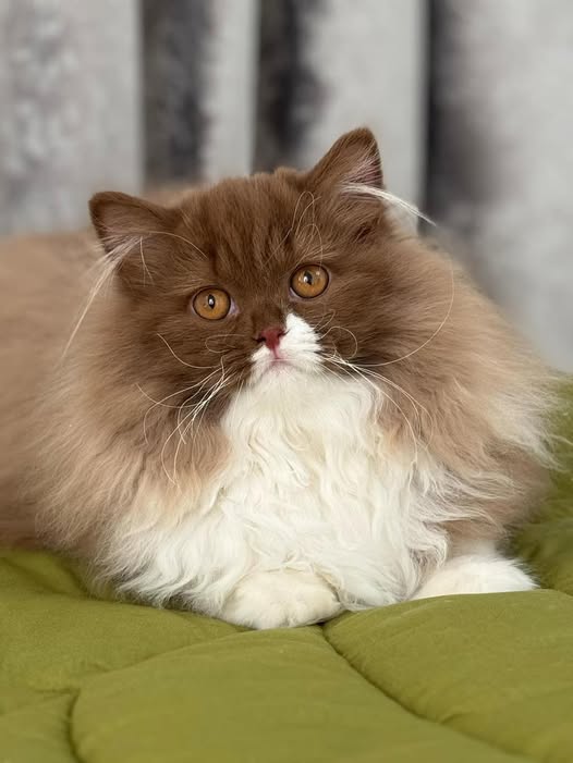 British Longhair