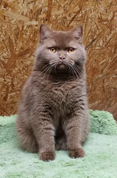 British Shorthair