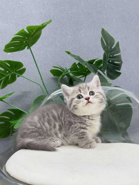 Munchkin