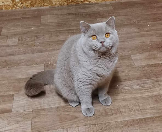 British Shorthair