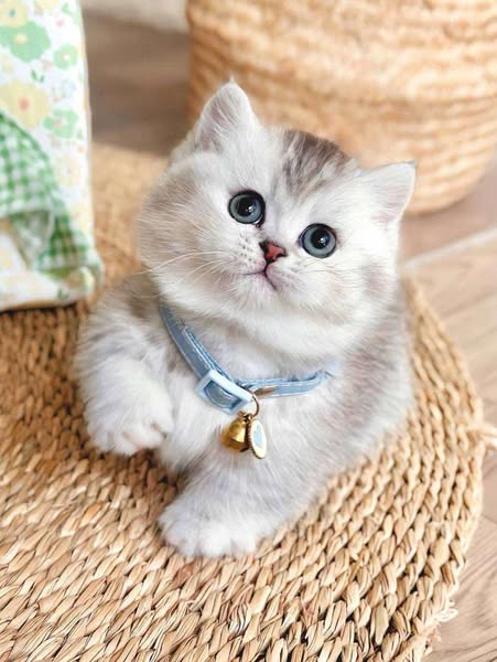Munchkin