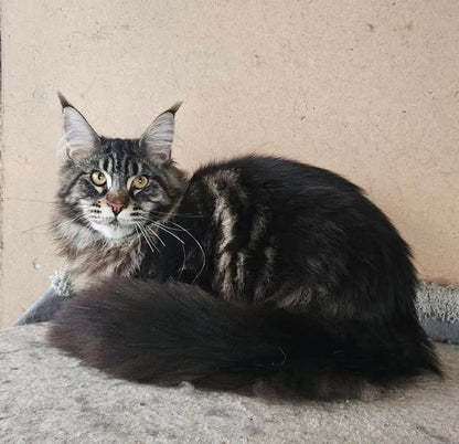 Maine Coon