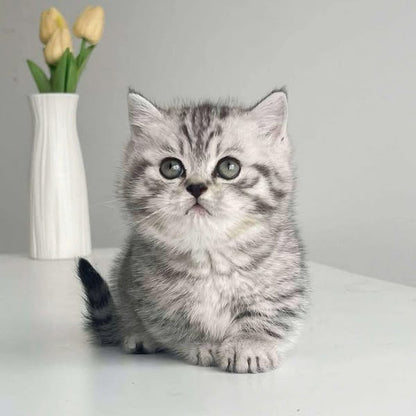 Munchkin