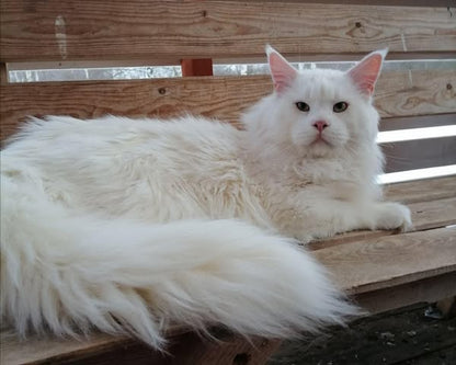 Maine Coon