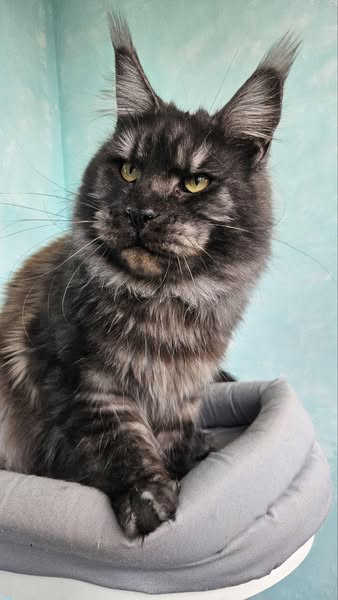 Maine Coon