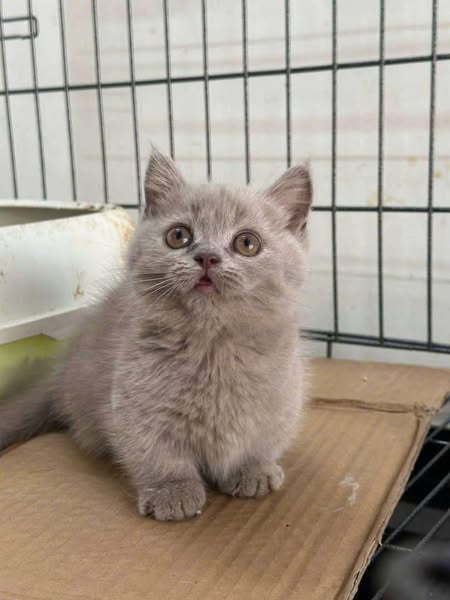 Munchkin