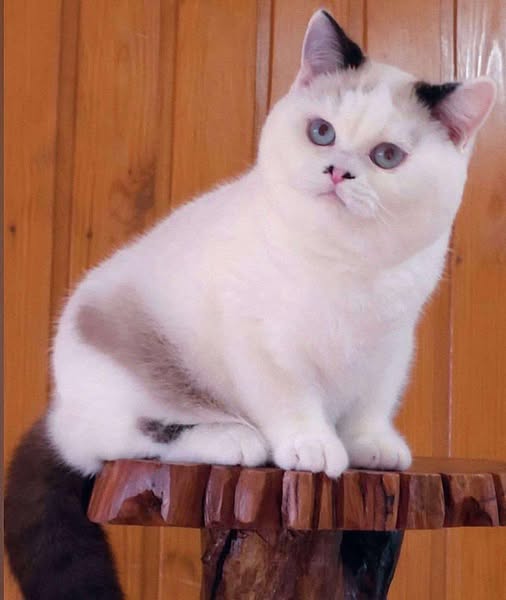 British Shorthair