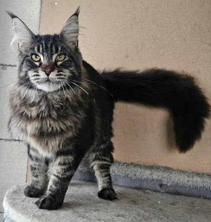 Maine Coon