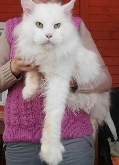 Maine Coon