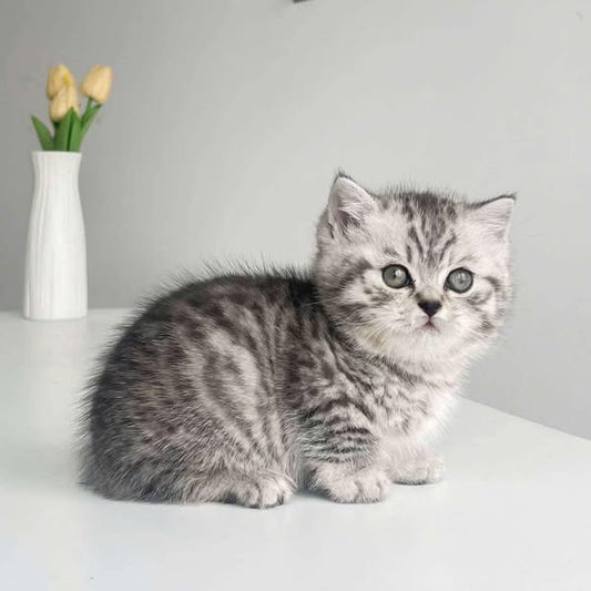 Munchkin