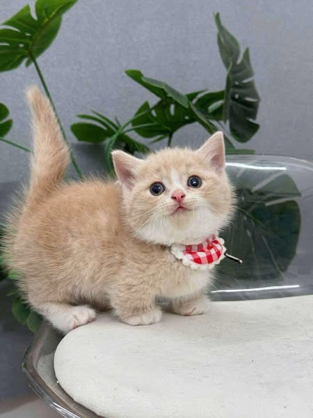 Munchkin