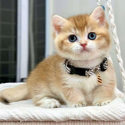 Munchkin