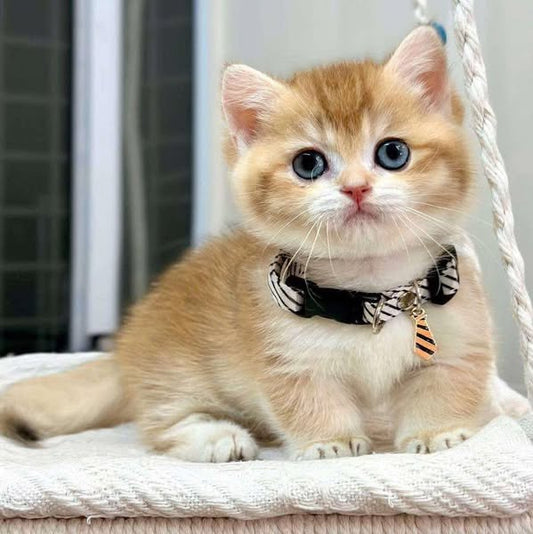 Munchkin