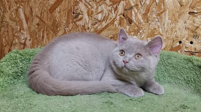 British Shorthair