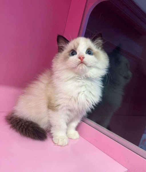 Ragdoll