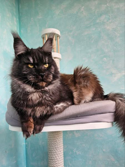 Maine Coon