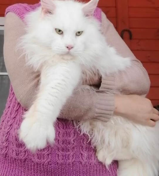 Maine Coon