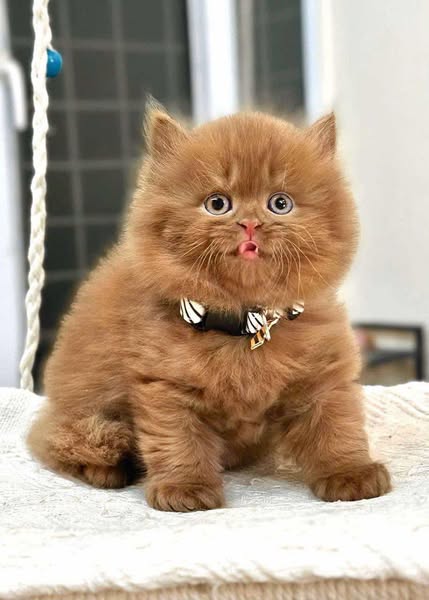 British Longhair