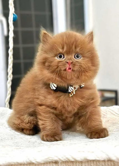 British Longhair