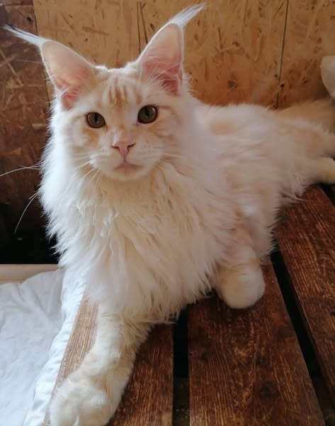 Maine Coon
