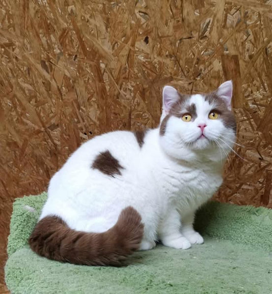 British Shorthair