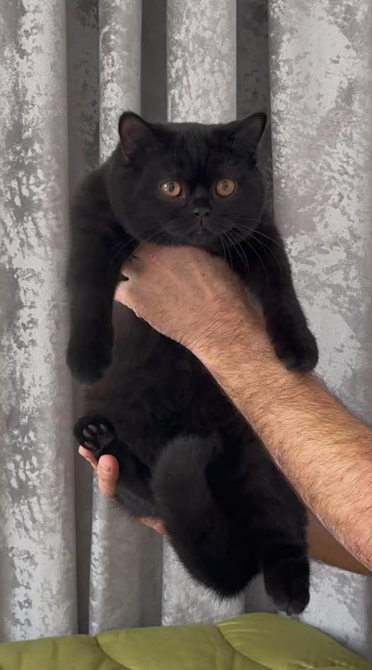 British Shorthair