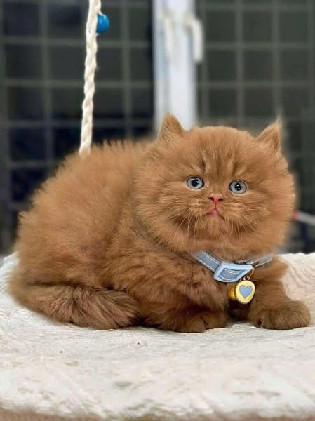 British Longhair
