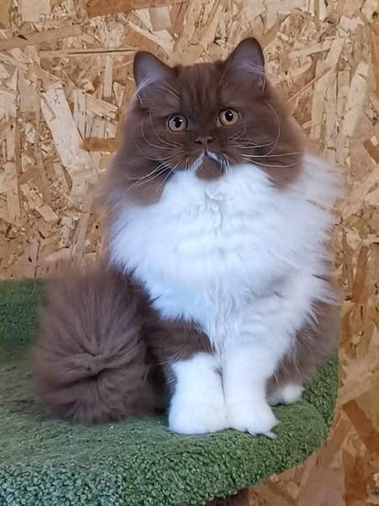 British Longhair