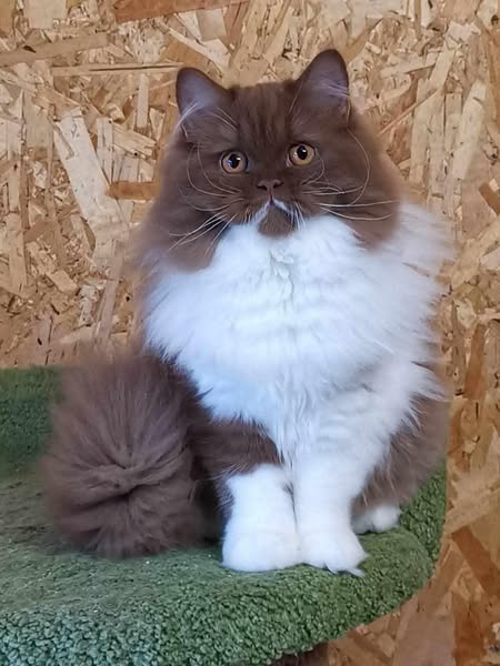 British Longhair