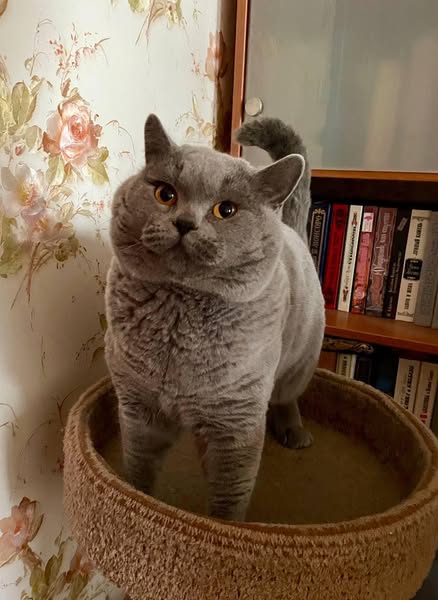 British Shorthair