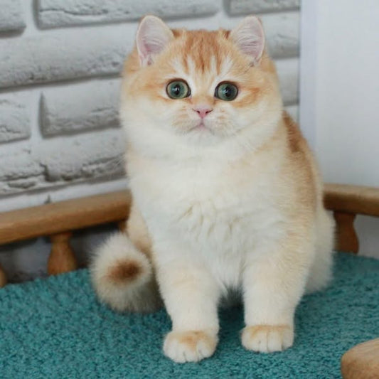 British Shorthair