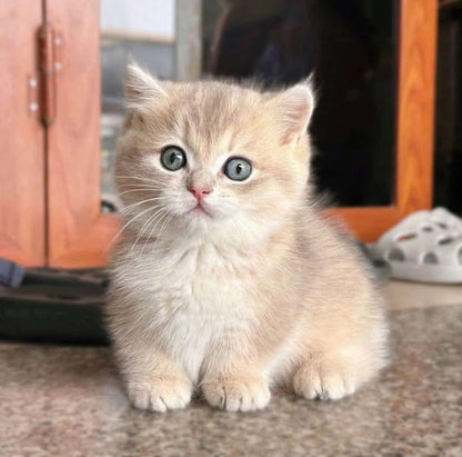 Munchkin