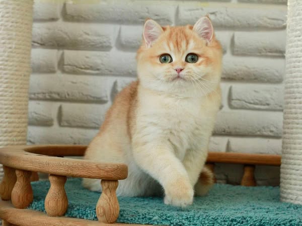 British Shorthair