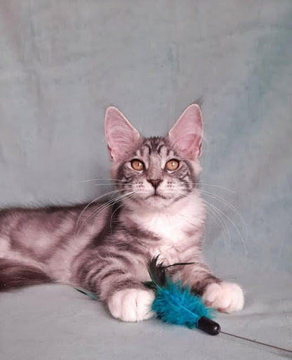 Maine Coon