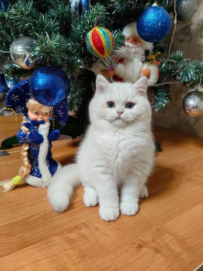 British Shorthair