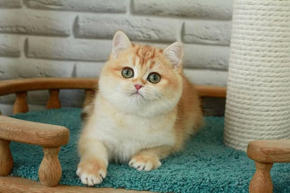 British Longhair