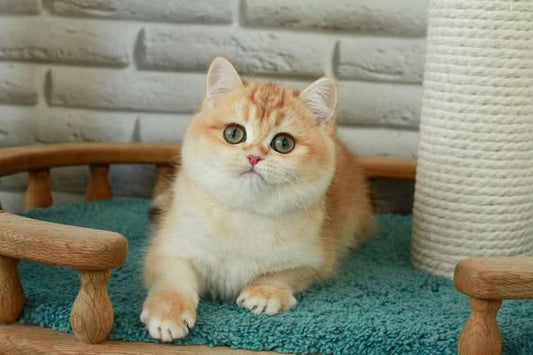 British Longhair