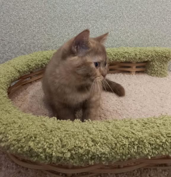 British Shorthair