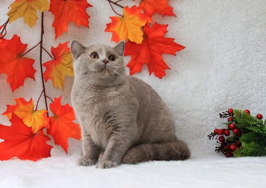 British Shorthair