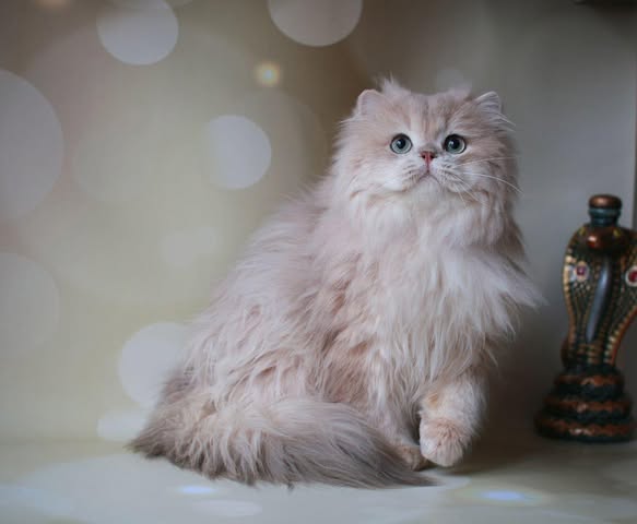 British Longhair