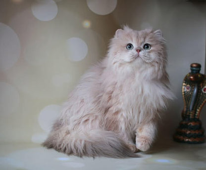 British Longhair