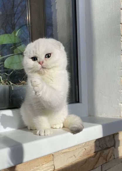 Scottish Fold
