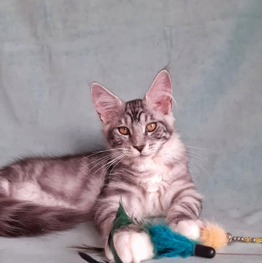 Maine Coon