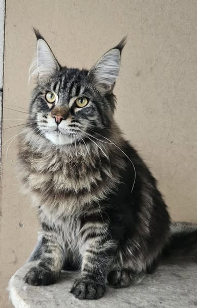 Maine Coon